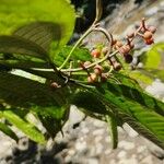 Miconia gracilis Fruit