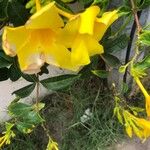 Allamanda cathartica 花