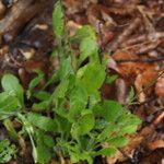 Silene viridiflora Deilen