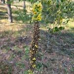 Verbascum densiflorumFlor