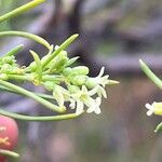 Plocama pendula Flower