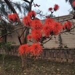 Erythrina abyssinica Flower
