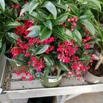 Ardisia crenataFlower