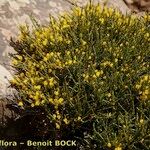 Cytisus balansae Habitus