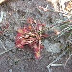 Drosera intermedia Lapas