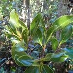 Syzygium frutescens Fuelha