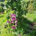 Malva arboreaFlower