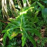 Alocasia portei Deilen