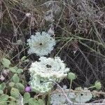 Daucus carotaBlüte