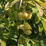 Staphylea pinnata Ffrwyth