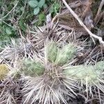 Opuntia fragilis Leaf