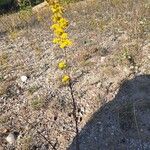 Solidago nemoralis Kukka