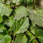 Begonia hirtella Blad