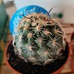 Coryphantha delaetiana Hoja