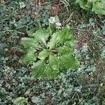 Plantago rugelii Hábito