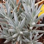 Curio repens आदत