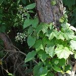 Paederia foetida Levél