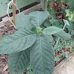 Pachystachys coccinea Feuille