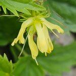 Paederota lutea ফুল