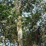 Zanthoxylum rhoifolium 樹皮