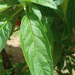 Brugmansia sanguinea Leaf