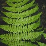 Dryopteris marginalis Leaf