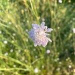 Cephalaria transsylvanica Blodyn