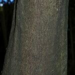 Cinnamomum burmanni Bark