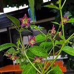 Capsicum eximium Fiore