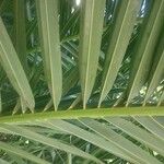 Phoenix canariensis Hoja