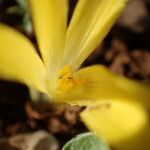 Sternbergia colchiciflora Flor