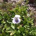 Viola rostrata Flower