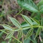 Inga edulis Leaf