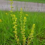 Cruciata glabra Flor