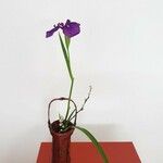 Iris ensata Virág