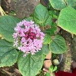 Clerodendrum bungeiFlower