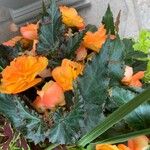 Begonia sutherlandii Foglia