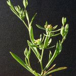 Bupleurum semicompositum Anders