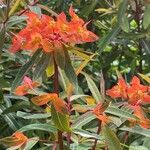 Euphorbia dendroides Leaf