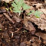 Corydalis intermedia Leaf