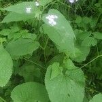 Lunaria redivivaVirág