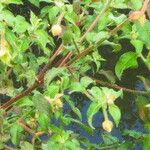 Ludwigia octovalvis Fleur