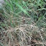 Juncus effusus Habit