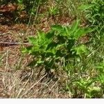 Acanthospermum hispidum Leaf