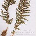 Dryopteris oreades Habit