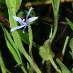 Heteranthera limosa Otro