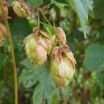 Humulus lupulus Virág