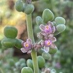 Tetraena gaetula फूल