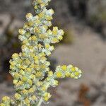 Artemisia pycnocephala Květ