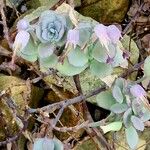 Kalanchoe marnieriana Ліст